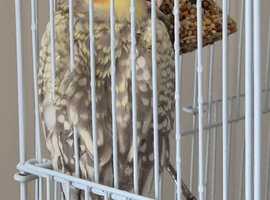 3 month old male pearl cockatiel