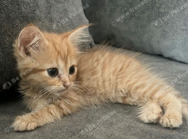 CUTE FLUFFY GINGER