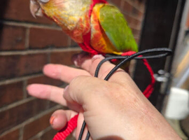 Hand reared conures cockatiels rossellas ringnecks
