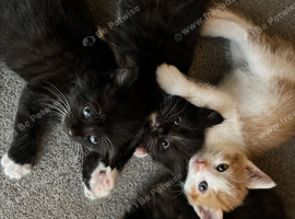 9 weeks old Kittens Looking for a Loving Forever Home!