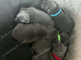 Lovely litter