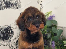 Gorgeous cuddly toy poodle
