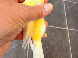 waterslager canary Hen