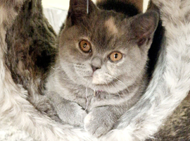 Pedigree British Shorthair Kittens
