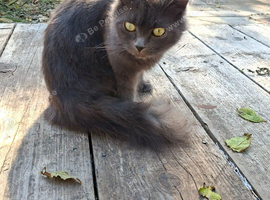 Silver female