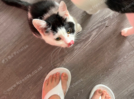 Beautiful white and black kittens