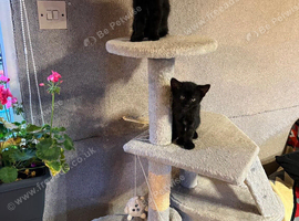 Adorable Black Kittens for Sale - Two Girls & One Boy