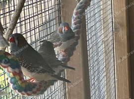 Zebra Finches