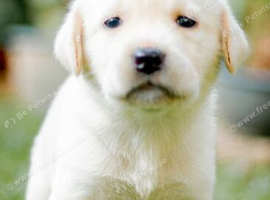 Labrador or border collie size puppy