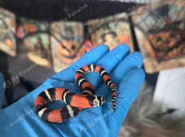 Tri Colour Hognose Snakes