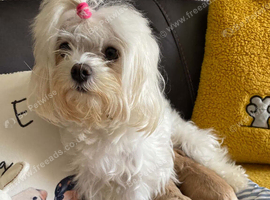 Beautiful Maltipoo Puppies