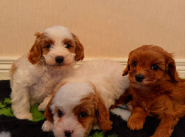 Cavapoo pups for sale
