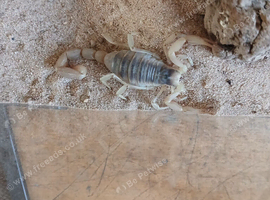 Desert hairy scorpion