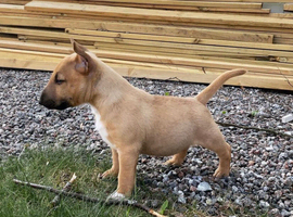 English bull terrier puppies