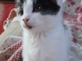 8 week old kitten