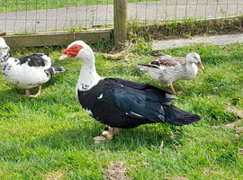 Muscovy Drake (Male)