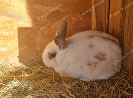 Bunnies