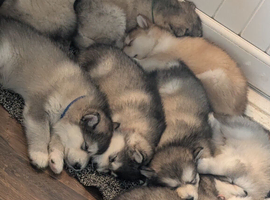 KC Reg Alaskan Malamute Puppies