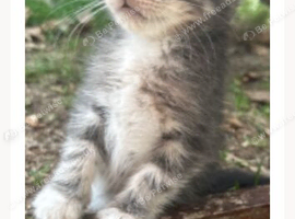 Maincoon cross British blue kittens
