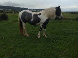 COB x blue and white 2yr old filly