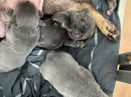 3 puppy French bulldogs