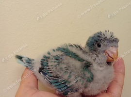 Blue baby Quaker hand rearing