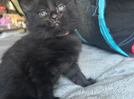 Beautiful kittens