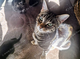 Kittens