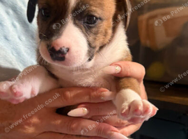 Staffy x Terrier