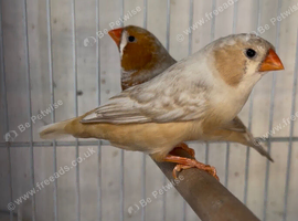 Zebra finches