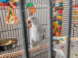 12 week old confirmed Female via Dna grey/green colour Indian ringneck for sale with Cage and toys