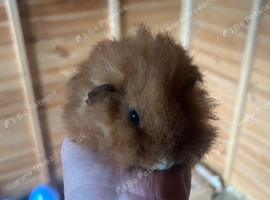 Male guinespigs