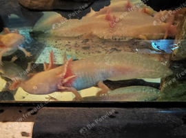 Gold albino axalotyl for sale