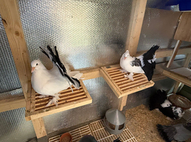 2 Pairs of Young Indian Fantail Pigeons for Sale