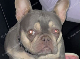 French bull dog