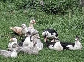 Muscovy ducks