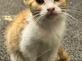 Last kitten! Ginger and white girl