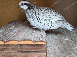 10 week old Snowflake Bobwhites for sale