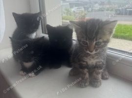 9 weeks kittens