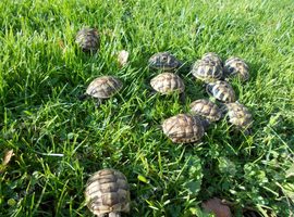 Spur-thighed tortoises