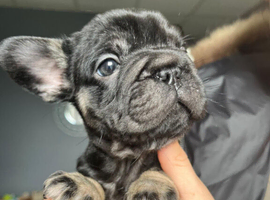 8 gorgeous French bulldogs for sale