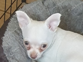 Chihuahua puppies ready now Lincolnshire