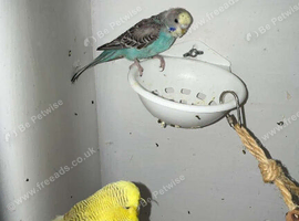 I will take in all unwanted parrots and avairy birds