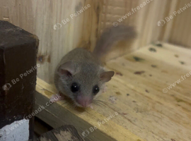 Squirrel mice