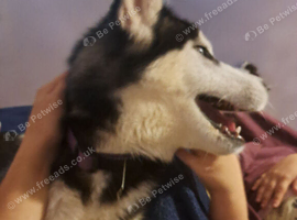 Poppy Husky