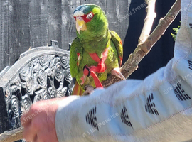 White nose amazon parrot