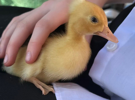 Crested runner duck eggs fertile 6