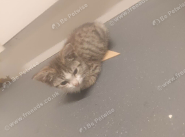 Beautiful little kittens