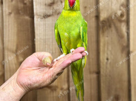 Ringneck