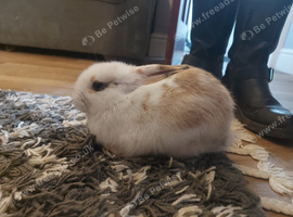 7 month female Harlequin rabbit